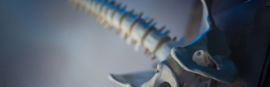 Model of human spine and pelvis